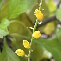 デュランタ 宝塚,小さな庭の画像