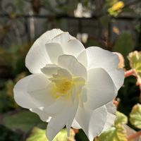 ビデンス,スミレ,ヒナギク,フォーチュンベゴニア,ツボスミレの画像