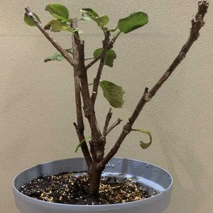 ハイビスカス,鉢植え,ガーデニング,室内,挿し穂の画像