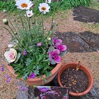 スノードロップ,ハボタン,ブラキカム,ローダンセマム・アフリカンアイズ,チューリップ・ブラックヒーローの画像