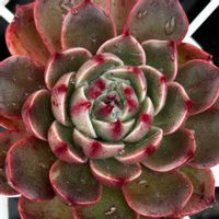 プロリフェラ,姫秋麗,プロリフィカ,ピンクザラゴーサ,エケベリア ルドルフの画像