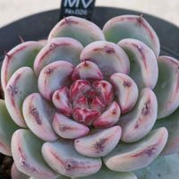 多肉植物,多肉大好き,多肉女子,多肉は世界を変える,テラスの画像