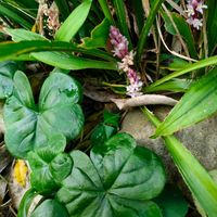 吉祥草,キチジョウソウ,ガーデニング,花のある暮らし,今日のお花の画像