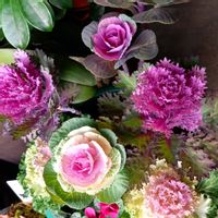 オウゴンマサキ（黄金マサキ）,葉牡丹（はぼたん）,鉢植え,シンボルツリー,正月寄せ植えの画像