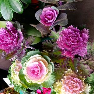 オウゴンマサキ（黄金マサキ）,葉牡丹（はぼたん）,鉢植え,シンボルツリー,正月寄せ植えの画像