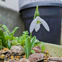 スノードロップ,花のある暮らし,岩手県,季節を感じる暮らしの画像