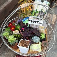 オキザリスパープルドレス,多肉植物,アエオニウム,カエル,紅葉多肉の画像