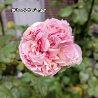 キンギョソウ,ストック,バラ,パンジー・ビオラ,ビオラの画像