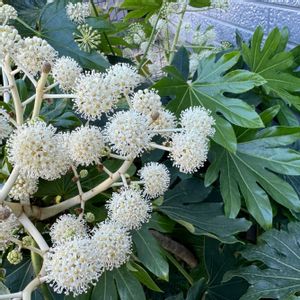ヤツデ,ヤツデ(八手),八手,#雄花,#雌花の画像