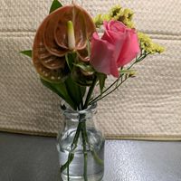 バラ,キッチンの画像