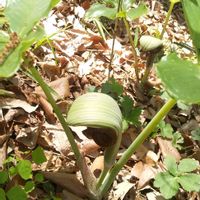 ムサシアブミの画像