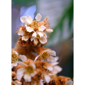 ビワ,広い庭の画像