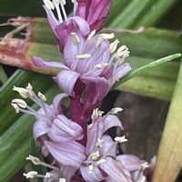 ジャノヒゲ(リュウノヒゲ),キチジョウソウ(吉祥草),吉祥草（きちじょうそう）,吉祥草（きちじょうそう）,じゃのひげ（りゅうのひげ）の画像