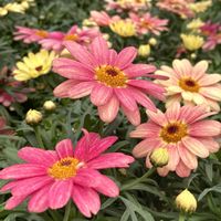 アリッサム,ビデンス,オキザリス,シャクナゲ,花夢里にいつの画像