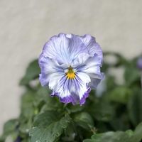 パンジー,ビオラ,zaijinビオラ,ガーデニング,ビオラ・パンジーの画像