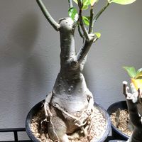 アデニウム アラビカム,コーデックス,アデニウム属,コメリウムの画像