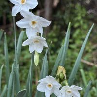 スイセン,フサザキスイセン,切り花,白い花,雨の日の画像