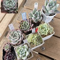 多肉植物,紅葉する多肉,多肉狩り,ラブグリの画像