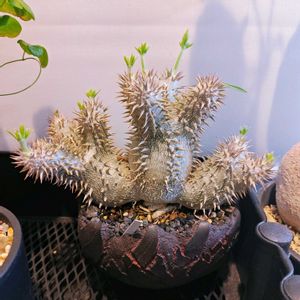 恵比寿大黒,パキポディウム・デンシカウレ,塊根植物,花芽,セキグチタカヒトの画像