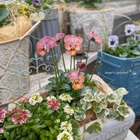 ビオラ,ときめきビオラ,ときめきビオラ シネマティックベイン,寄せ植え,ビオラ・パンジーの画像