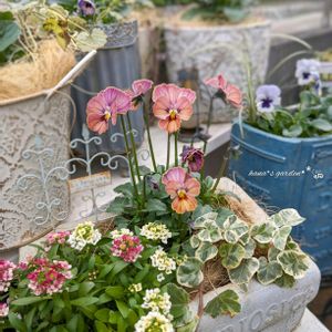 ビオラ,ときめきビオラ,ときめきビオラ シネマティックベイン,寄せ植え,ビオラ・パンジーの画像