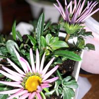 ガザニア,シクラメン,ガザニアの蕾,ガーデンシクラメンフワモコ,室内の画像