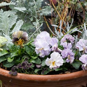 パンジー,ビオラ,パンジーマシェリマダム,プチトリアノン・ローランサングレー,寄せ植えの画像