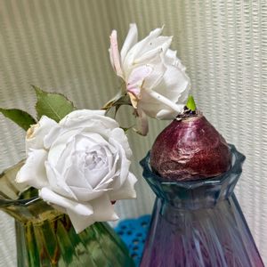 ブロウメアナ,ガブリエル,ヒヤシンス 水耕栽培,サンチュ,庭の画像