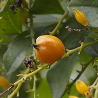 デュランタ,樹木の画像