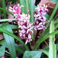 スノードロップ,スノードロップ,ヒメヒマワリ,ヒメヒマワリ,キチジョウソウの画像