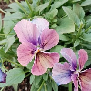 冬支度,冬を楽しむ,ビオラ・パンジー,寒さに負けない,綺麗✨の画像