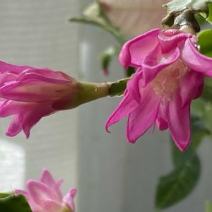 シャコバサボテン コンペイトウ,シャコバ サボテン,花のある暮らし,可愛い蕾,小さな庭の画像