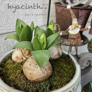 ヒヤシンス,ヒヤシンス,苔(コケ),球根,雑貨の画像