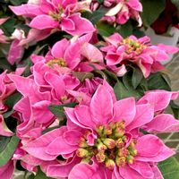 クリスマスローズ,シンビジウム,ポインセチア,花夢里にいつの画像