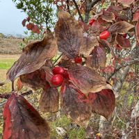 サンシュユ,ネズミモチ,クスノキ,ナンキンハゼ,タンキリマメの画像