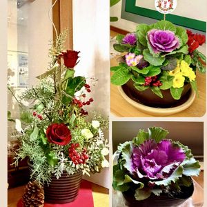 薔薇,葉牡丹,石川県,チーム石川,テラスの画像