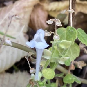 タツナミソウ,山野草,花のある暮らし,庭の宿根草,花木と宿根草の庭の画像