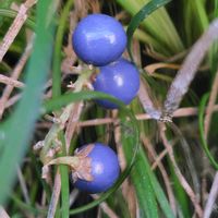 ジャノヒゲ,リュウノヒゲ,リュウノヒゲの実,散歩コース,GSに感謝。の画像