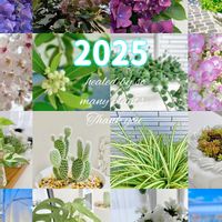 サボテン,多肉植物,no green no life,年末のご挨拶,小庭ガーデナーの画像