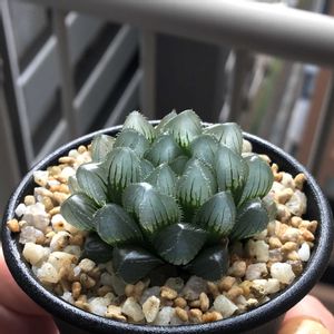 ハオルチア,多肉植物,ハオルチア属,ハオルシア属     ,クリスタルプランツの画像