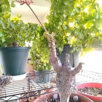 サンゴアブラギリ,サンゴアブラギリ,姫牡丹,亀甲竜,パキポディウム・グラキリスの画像