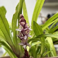 花うらら,吉祥草,キチジョウソウ(吉祥草),今日のお花,花うらら/Hの画像