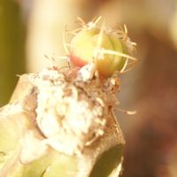ハオルチア,多肉植物,観葉植物,塊根植物,サボテン科の画像