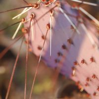 ハオルチア,多肉植物,観葉植物,塊根植物,サボテン科の画像