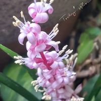 キチジョウソウ,キチジョウソウ(吉祥草),山野草,綺麗な色♡,花のある暮らしの画像