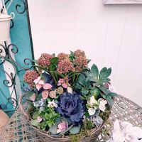 スキミア,スキミア,宿根イベリス・エンジェルベール,宿根イベリス・エンジェルベール,葉牡丹（はぼたん）の画像