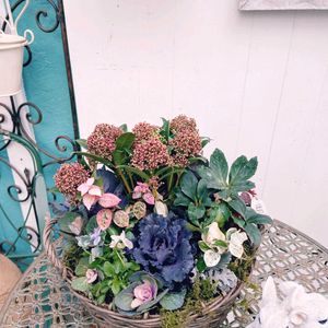 スキミア,スキミア,宿根イベリス・エンジェルベール,宿根イベリス・エンジェルベール,葉牡丹（はぼたん）の画像