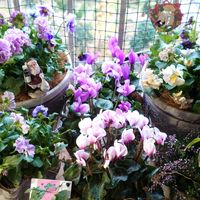 パンジー・ビオラ,寄せ植え,寄植え,花のある暮らし,花と暮らすの画像