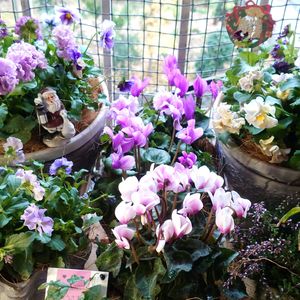 パンジー・ビオラ,寄せ植え,寄植え,花のある暮らし,花と暮らすの画像