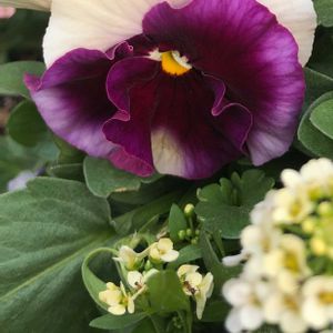 寄せ植え,青い花マニア,チーム・ブルー,素敵な日曜日,紫の妖精の画像